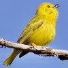 BIRD BOMBS Habitat Blast: Riparian Zone