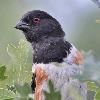 BIRD BOMBS Habitat Blast: At the Feet of the Foothills