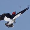 BIRD BOMBS: Knock on Wood