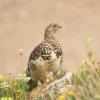 BIRD BOMBS Habitat Blast: Alpine Living
