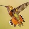 BIRD BOMBS: Summer Hummer Celebration