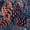 BIRD BOMBS: Colorful Colorado Conifers